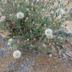 Vittadinia cuneata var. cuneata (Fuzzy New Holland Daisy) at Kambah, ACT - 17 Jun 2020 by Mike