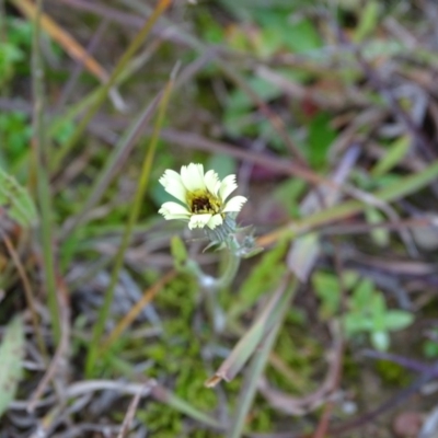 Tolpis barbata (Yellow Hawkweed) at Kambah, ACT - 17 Jun 2020 by Mike