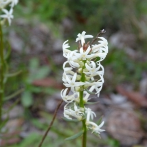 Stackhousia monogyna at Kambah, ACT - 17 Jun 2020