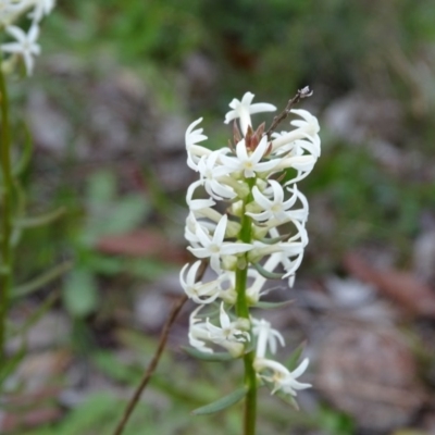 Stackhousia monogyna (Creamy Candles) at Mount Taylor - 17 Jun 2020 by Mike