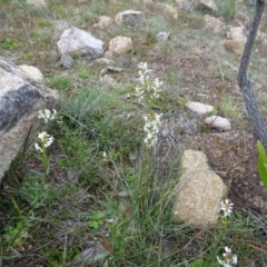 Stackhousia monogyna at Kambah, ACT - 17 Jun 2020