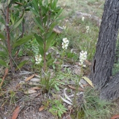 Stackhousia monogyna at Kambah, ACT - 17 Jun 2020