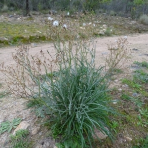 Senecio quadridentatus at Kambah, ACT - 17 Jun 2020