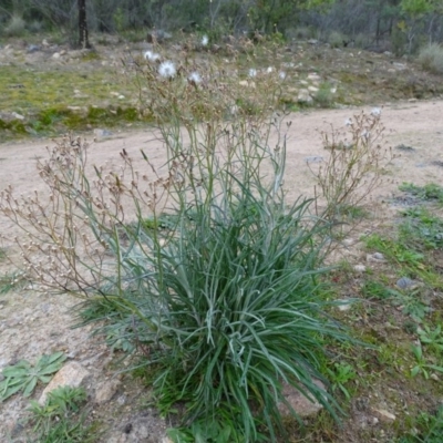 Senecio quadridentatus (Cotton Fireweed) at Kambah, ACT - 17 Jun 2020 by Mike