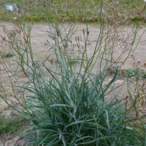 Senecio quadridentatus at Kambah, ACT - 17 Jun 2020