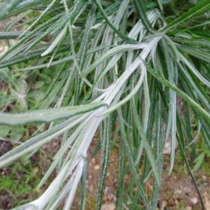 Senecio quadridentatus at Kambah, ACT - 17 Jun 2020