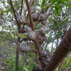 Hakea salicifolia (Willow-leaved Hakea) at Mount Taylor - 17 Jun 2020 by Mike