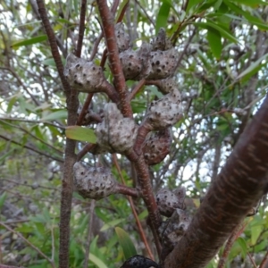 Hakea salicifolia at Kambah, ACT - 17 Jun 2020