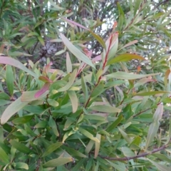 Hakea salicifolia at Kambah, ACT - 17 Jun 2020