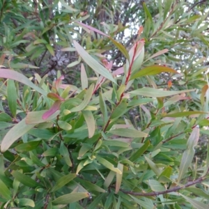 Hakea salicifolia at Kambah, ACT - 17 Jun 2020