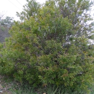 Hakea salicifolia at Kambah, ACT - 17 Jun 2020