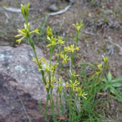 Pimelea curviflora (Curved Rice-flower) at Kambah, ACT - 17 Jun 2020 by Mike