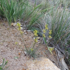 Pimelea curviflora at Kambah, ACT - 17 Jun 2020