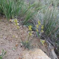 Pimelea curviflora at Kambah, ACT - 17 Jun 2020