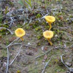 Lichenomphalia chromacea (Yellow Navel) at Kambah, ACT - 17 Jun 2020 by Mike