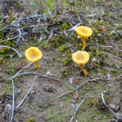 Lichenomphalia chromacea (Yellow Navel) at Mount Taylor - 17 Jun 2020 by Mike