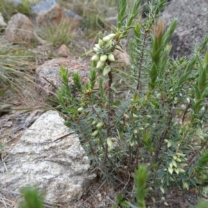 Melichrus urceolatus at Kambah, ACT - 17 Jun 2020