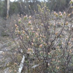 Brachyloma daphnoides (Daphne Heath) at Mount Taylor - 17 Jun 2020 by Mike