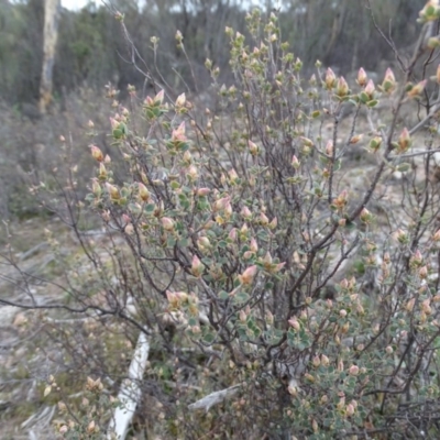 Brachyloma daphnoides (Daphne Heath) at Mount Taylor - 17 Jun 2020 by Mike