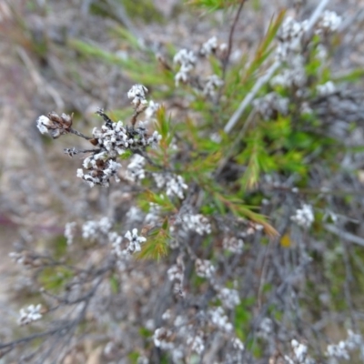 Leucopogon virgatus (Common Beard-heath) at Mount Taylor - 17 Jun 2020 by Mike