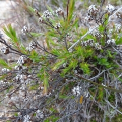 Leucopogon virgatus at Kambah, ACT - 17 Jun 2020