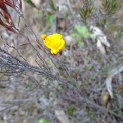 Hibbertia calycina (Lesser Guinea-flower) at Mount Taylor - 17 Jun 2020 by Mike