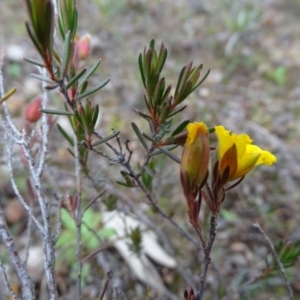 Hibbertia calycina at Kambah, ACT - 17 Jun 2020