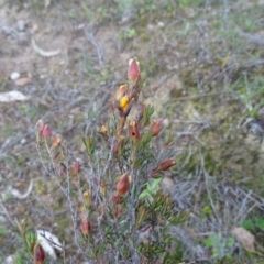 Hibbertia calycina at Kambah, ACT - 17 Jun 2020