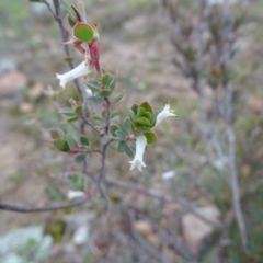 Brachyloma daphnoides (Daphne Heath) at Kambah, ACT - 17 Jun 2020 by Mike