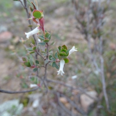 Brachyloma daphnoides (Daphne Heath) at Kambah, ACT - 17 Jun 2020 by Mike