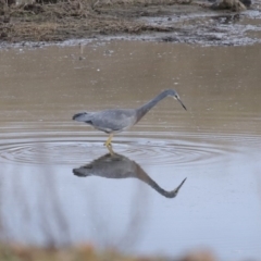 Egretta novaehollandiae (White-faced Heron) at Lanyon - northern section - 22 Jun 2020 by RodDeb