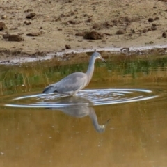 Egretta novaehollandiae at Gordon, ACT - 22 Jun 2020