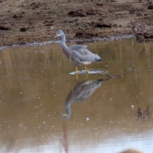 Egretta novaehollandiae at Gordon, ACT - 22 Jun 2020