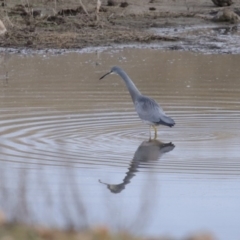Egretta novaehollandiae at Gordon, ACT - 22 Jun 2020 01:55 PM