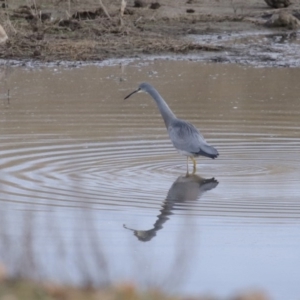 Egretta novaehollandiae at Gordon, ACT - 22 Jun 2020