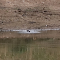 Charadrius melanops (Black-fronted Dotterel) at Lanyon - northern section - 22 Jun 2020 by RodDeb