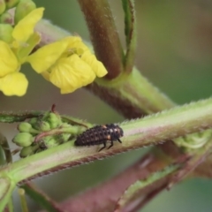 Hippodamia variegata at Gordon, ACT - 22 Jun 2020