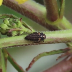 Hippodamia variegata at Gordon, ACT - 22 Jun 2020