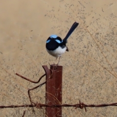 Malurus cyaneus (Superb Fairywren) at Tuggeranong DC, ACT - 22 Jun 2020 by RodDeb