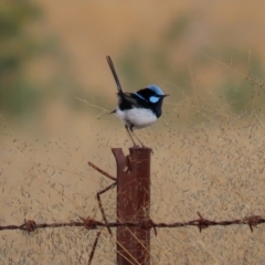 Malurus cyaneus at Tuggeranong DC, ACT - 22 Jun 2020