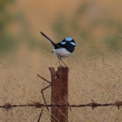 Malurus cyaneus at Tuggeranong DC, ACT - 22 Jun 2020