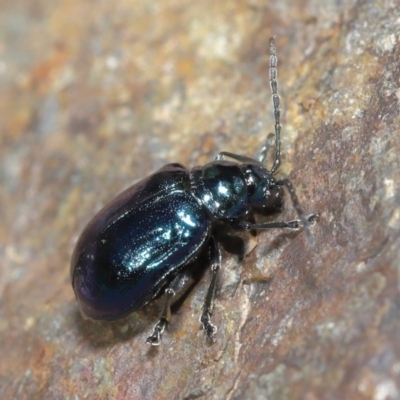 Altica sp. (genus) (Flea beetle) at ANBG - 14 Jun 2020 by TimL