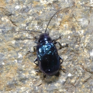 Altica sp. (genus) at Acton, ACT - 14 Jun 2020 12:16 PM