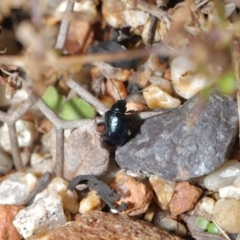 Altica sp. (genus) at Acton, ACT - 14 Jun 2020