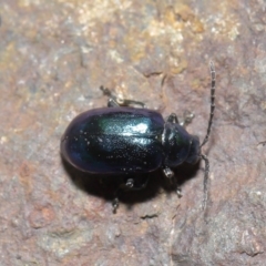 Altica sp. (genus) at Acton, ACT - 14 Jun 2020 12:16 PM