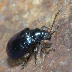 Altica sp. (genus) at Acton, ACT - 14 Jun 2020 12:16 PM