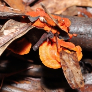 Trametes coccinea at Acton, ACT - 21 Jun 2020