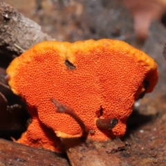 Trametes coccinea at Acton, ACT - 21 Jun 2020