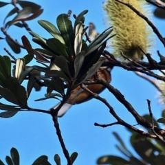 Acanthorhynchus tenuirostris (Eastern Spinebill) at Bournda, NSW - 21 Jun 2020 by RossMannell