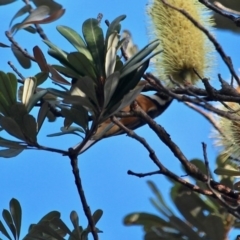 Acanthorhynchus tenuirostris at Bournda, NSW - 21 Jun 2020